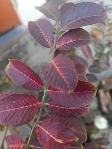 A lively Guava Plant Leaf adorned with red and purple leaves.