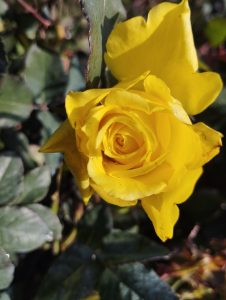 A fully blossomed rose of a yellow hue.