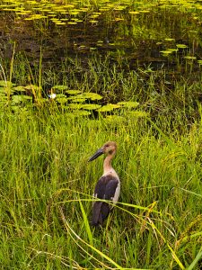 A bird is looking for prey in the bank of the pond.