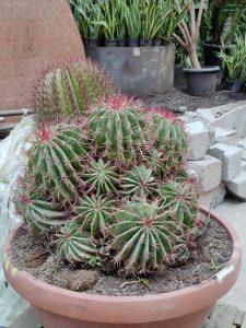 Ferocactus pilosus, also known as Mexican lime cactus.
