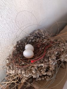 A bird's nest with two eggs nestled inside, waiting to hatch and bring new life into the world.