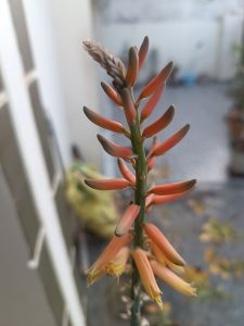 A vibrant Aloe Vera flower with orange petals, showcasing nature's beauty